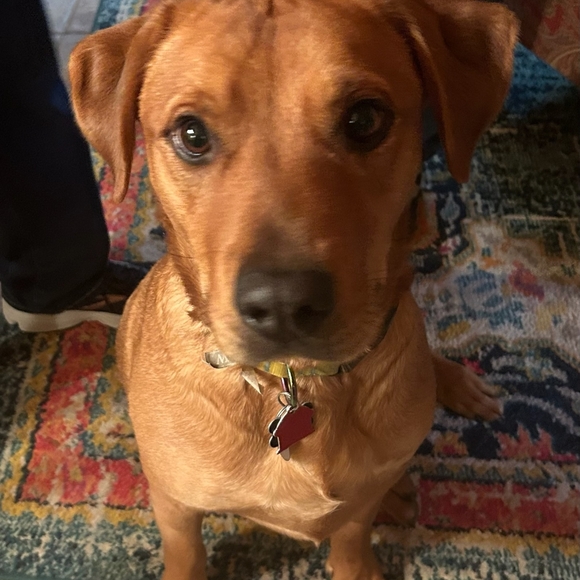 Bee's live show listing! Bee gets you ran FAST 💪 🐝 - Picture 6 of 9